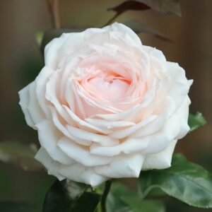 Gruaud Larose Rose