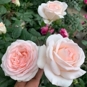 Gruaud Larose Rose