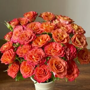 Gypsy Curiosa Rose Plant｜吉普赛猎奇 - 图片 10