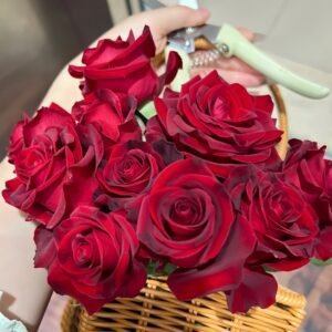Hallelujah Rose Plant|哈利路亚 - 图片 10