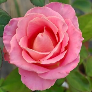 Hemosa Rose