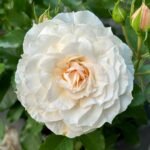 Ice Cream Balcony Rose