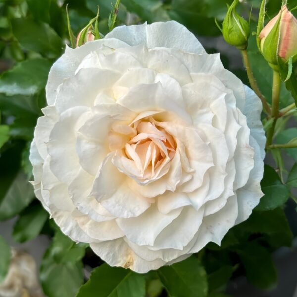 Ice Cream Balcony Rose