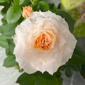 Ice Cream Balcony Rose