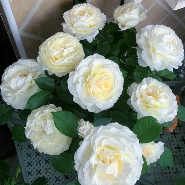 Ice Cream Balcony Rose