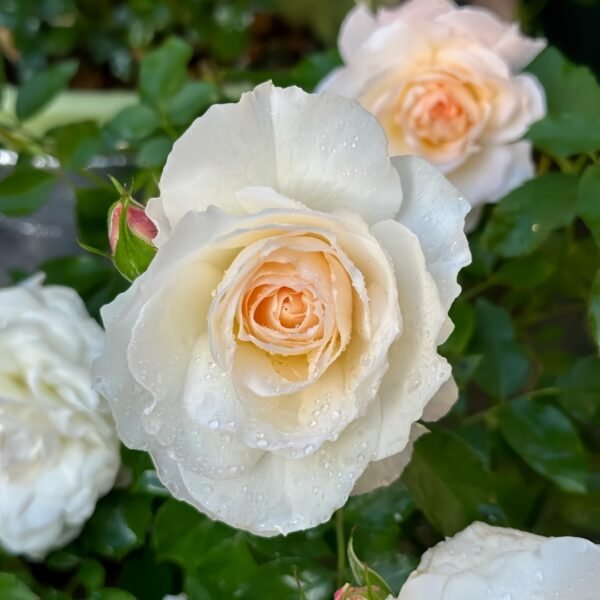 Ice Cream Balcony Rose