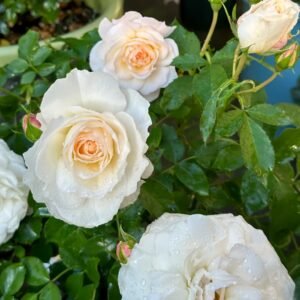Ice Cream Balcony Rose