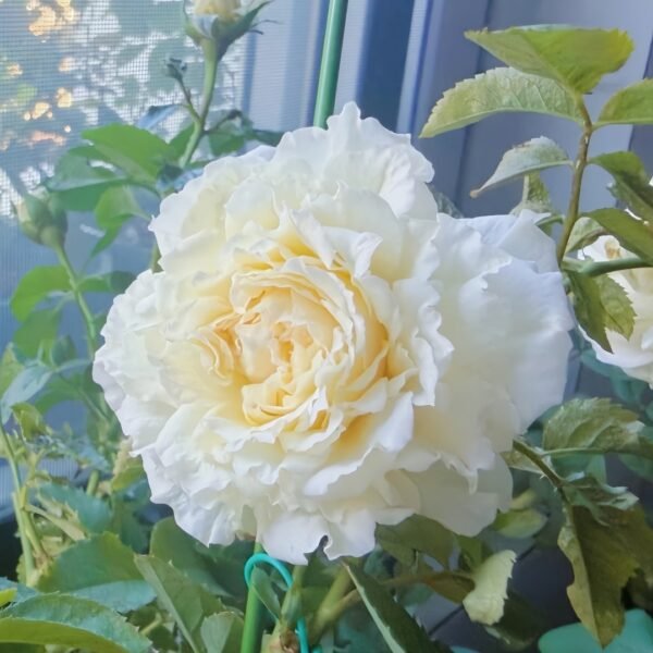 Ice Cream Balcony Rose