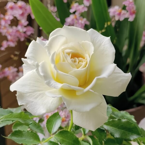 Ice Cream Balcony Rose