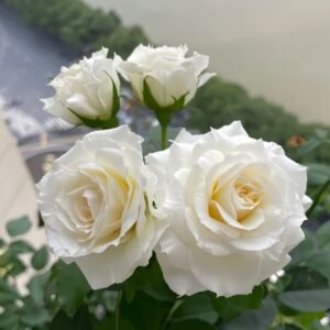 Ice Cream Balcony Rose Plant|冰淇淋阳台 - 图片 10