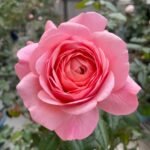 Jean de la Fontaine Rose