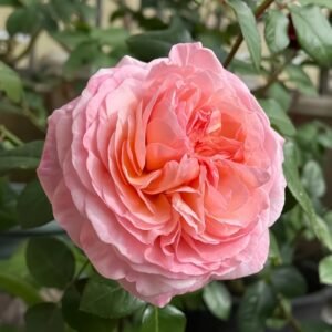 Jean de la Fontaine Rose Plant｜拉封丹 - 图片 3