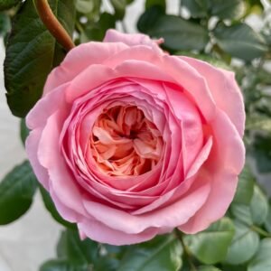 Jean de la Fontaine Rose Plant｜拉封丹 - 图片 4