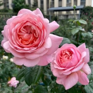 Jean de la Fontaine Rose Plant｜拉封丹 - 图片 6