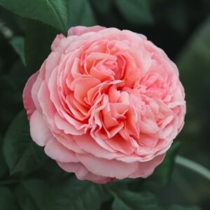 Jean de la Fontaine Rose Plant｜拉封丹 - 图片 7