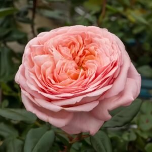 Jean de la Fontaine Rose Plant｜拉封丹 - 图片 8