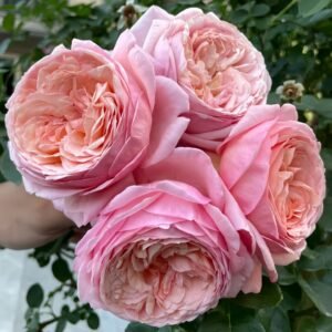 Jean de la Fontaine Rose Plant｜拉封丹 - 图片 9