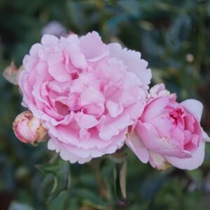 Jeanne Loriod Rose