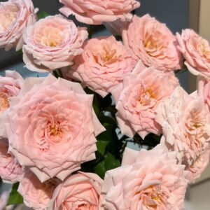Jenny Belle Rose Plant｜珍妮贝尔 - 图片 10