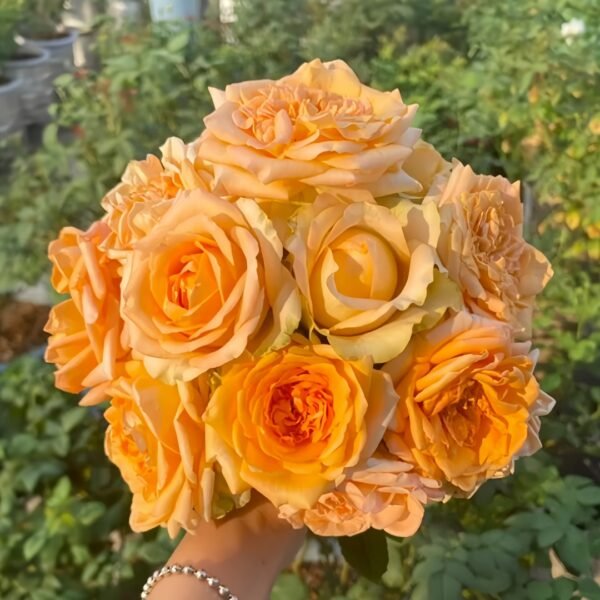 Kings Day Rose