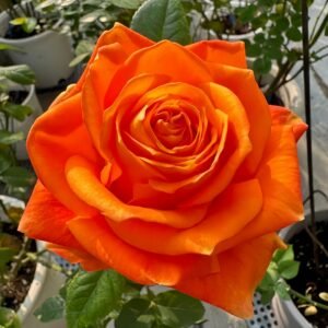 Kings Day Rose