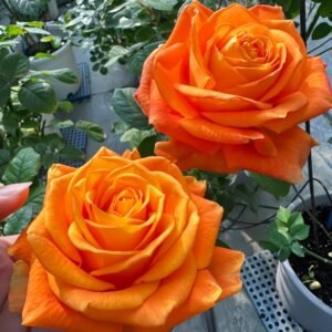 Kings Day Rose