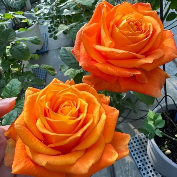 Kings Day Rose