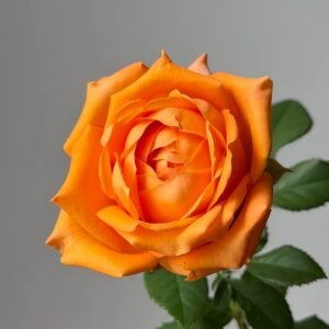 Kings Day Rose