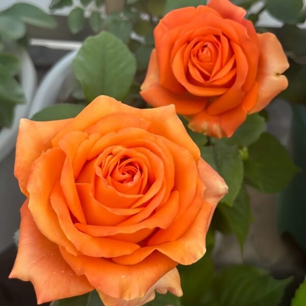 Kings Day Rose