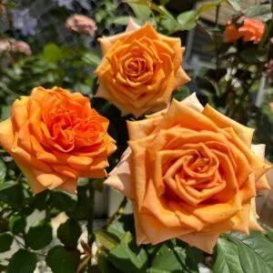 Kings Day Rose