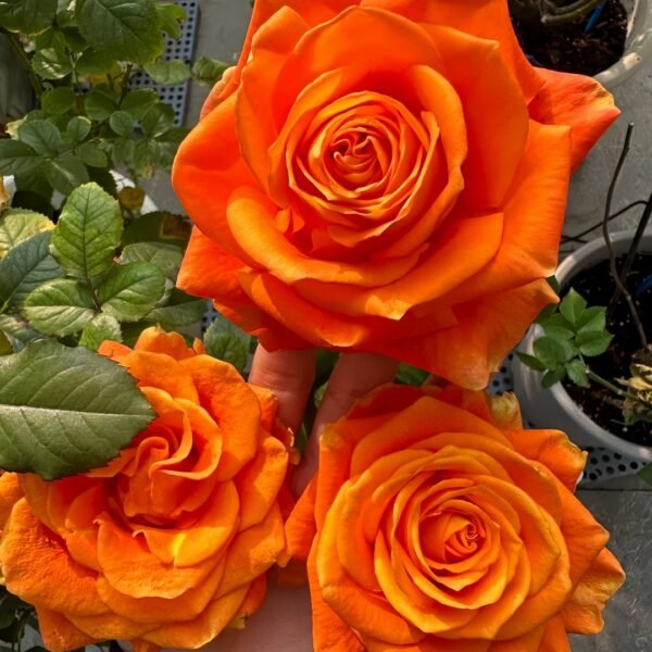 Kings Day Rose