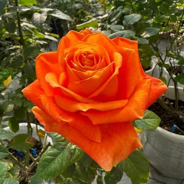 Kings Day Rose