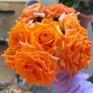 Kings Day Rose Plant｜国王日 - 图片 10
