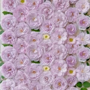 Lapis Lazuli Rose Plant｜青金石 - 图片 10