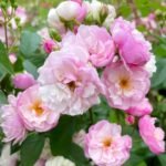 Lavender Siluetta Rose