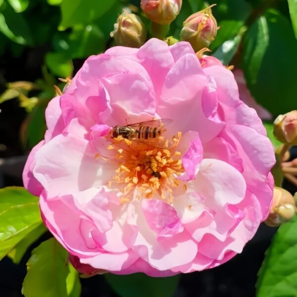 Lavender Siluetta Rose