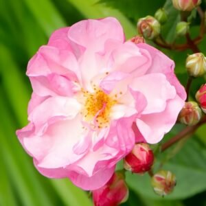 Lavender Siluetta Rose