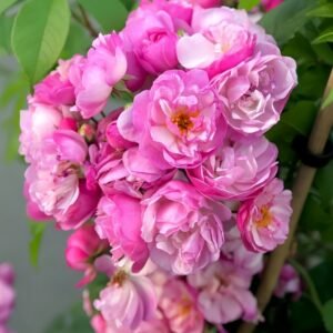 Lavender Siluetta Rose