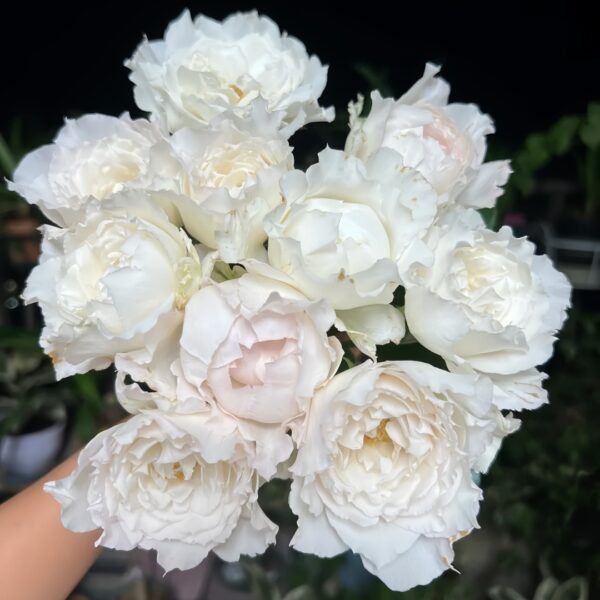 Le Blanc Rose