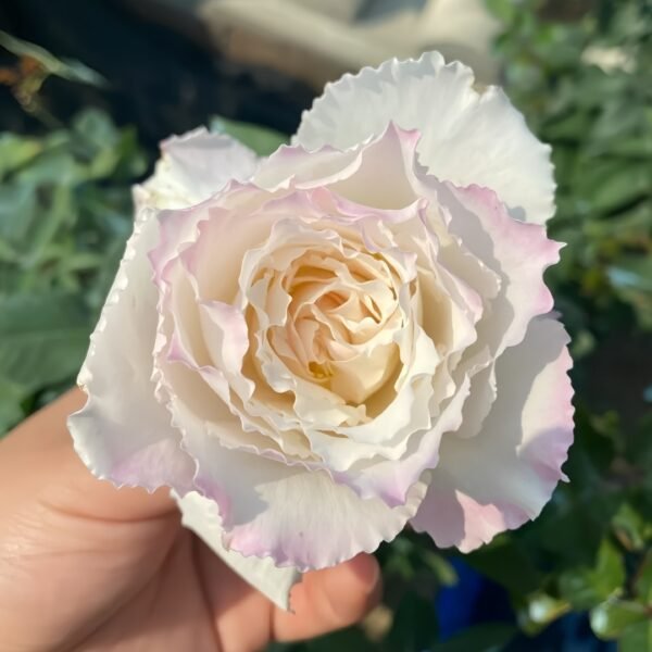 Le Blanc Rose