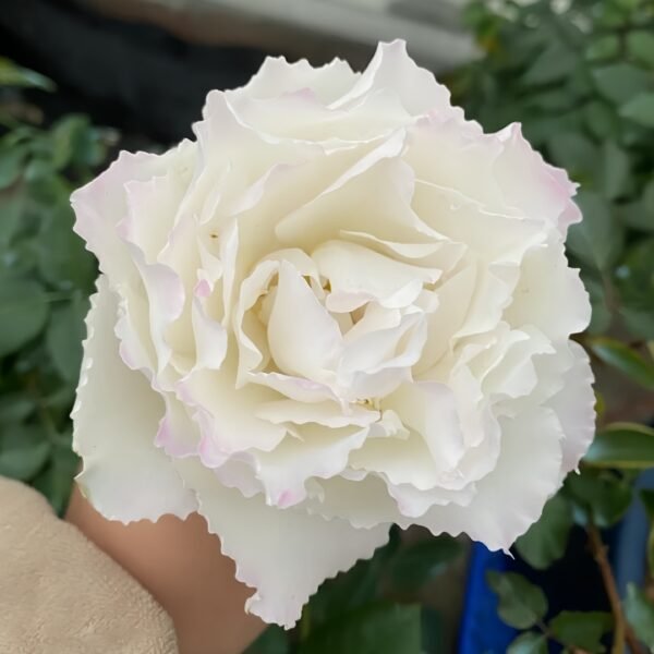 Le Blanc Rose