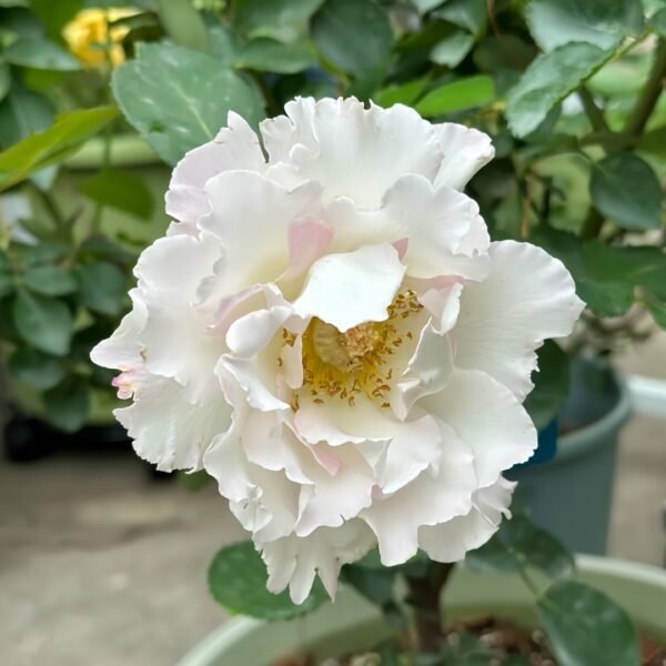 Le Blanc Rose
