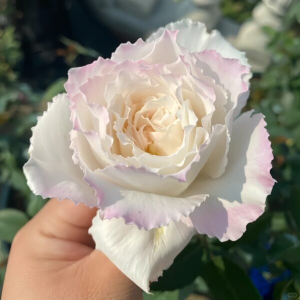 Le Blanc Rose