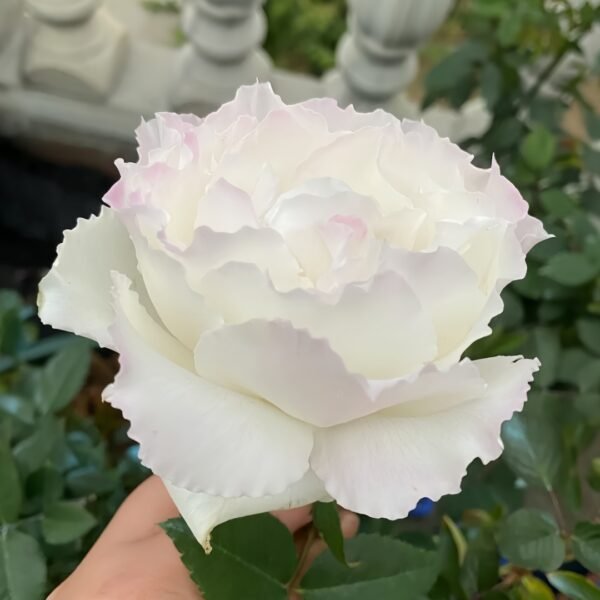 Le Blanc Rose