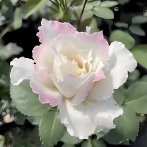 Le Blanc Rose