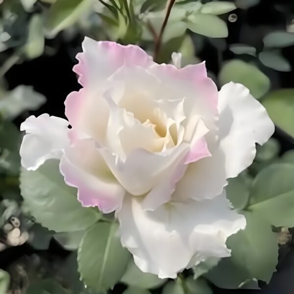 Le Blanc Rose