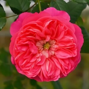 LionHeart Rose