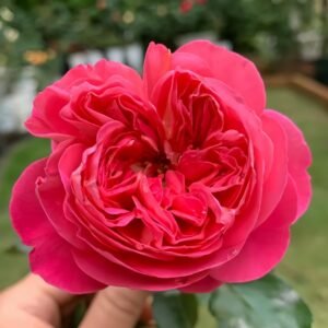 LionHeart Rose