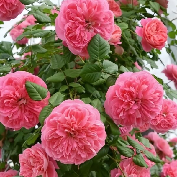 LionHeart Rose