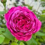 M-Nostalgic Elegance Rose